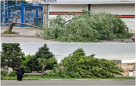 سقوط درختی تنومند در فرهنگ&zwnj;شهر تبریز+عکس