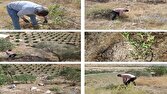 قلع و قمع بیش از ۱۵۰ اصله نهال مرکبات در کازرون‌