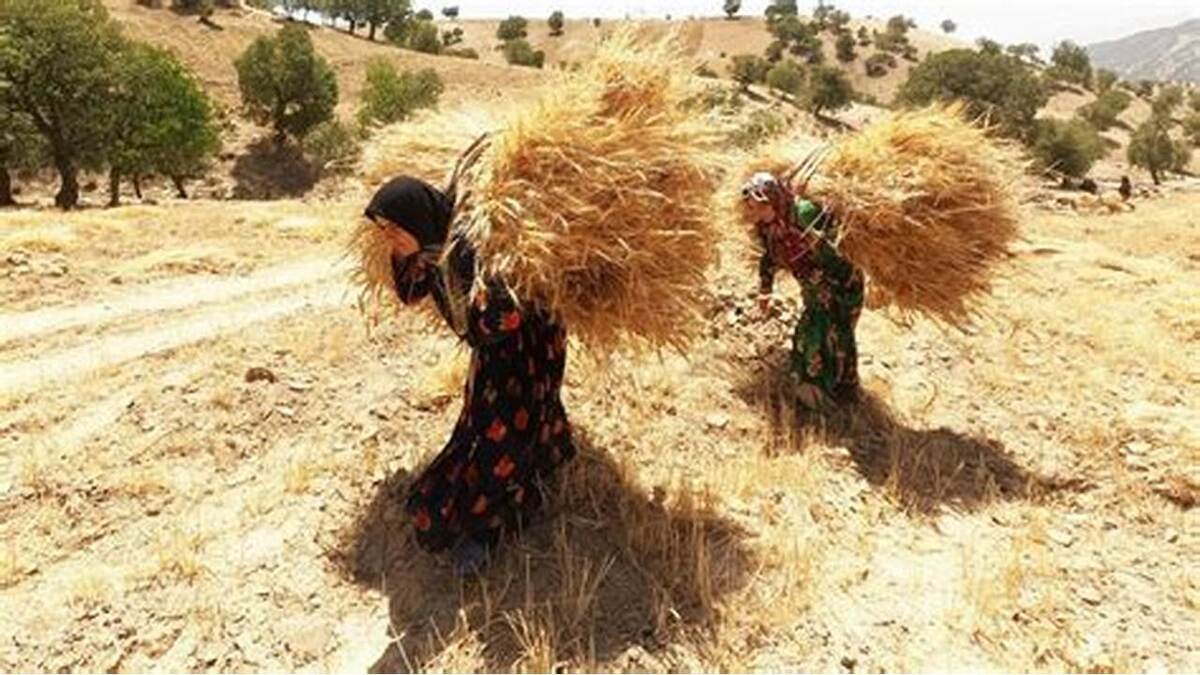 باشگاه خبرنگاران -کاهش سن بازنشستگی بیمه درخواست روستاییان شد