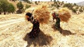 کاهش سن بازنشستگی بیمه درخواست روستاییان شد