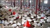 خرید حمایتی مرغ مازاد برای جلوگیری از زیان مرغداران