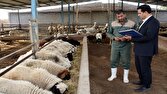 حمایت از دامداران در ساری؛ ۱۲۰ میلیارد ریال اعتبار پرداخت شد