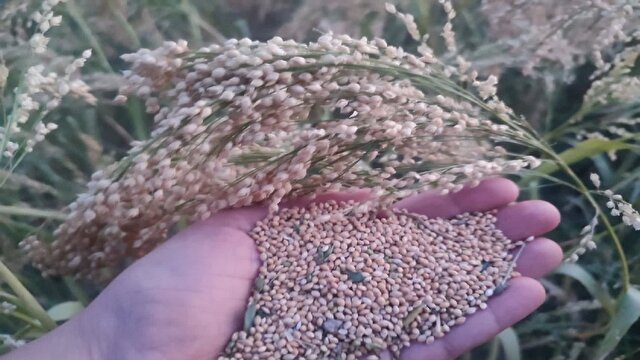 جدیدترین و مهمترین اخبار فارس | خبرگزاری باشگاه خبرنگاران