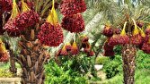 پیش‌بینی برداشت ۲۰۰ هزار تن خرما از نخلستان‌های هرمزگان