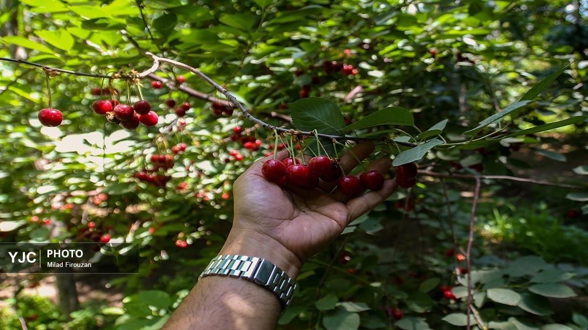 چیدن آلبالو و گیلاس از باغ‌های روستای کندر