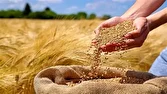 پرداخت طلب گندمکاران پیگیری شد