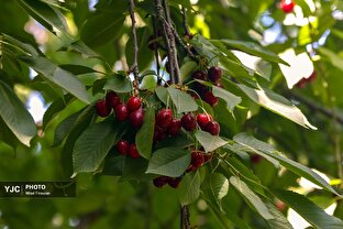 چیدن آلبالو و گیلاس از باغ‌های روستای کندر