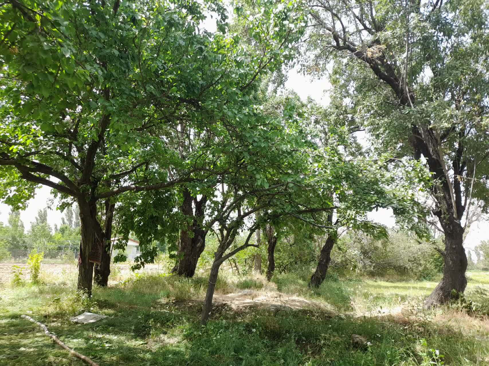 گشت و گذاری تابستانه به گلپایگان