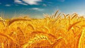 برداشت ۶۲۰ تن خوشه‌های طلایی گندم از ۲۰۰ هکتار مزارع سوادکوه