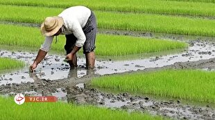 Warning issued over rice field fever cases in Babol