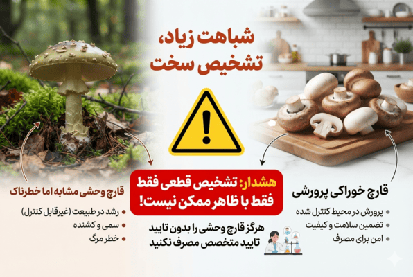 از کجا بفهمیم قارچ سمی است؟ نشانهها، روشهای تشخیص و اقدامات ضروری از کجا بفهمیم قارچ سمی است؟ نشانهها، روشهای تشخیص و اقدامات ضروری