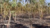 1500 Billion Rials Needed for Kohgiluyeh and Boyer-Ahmad Forest Development
