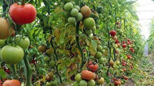 تولید ۷۱ هزار تن محصول کشاورزی در تفرش