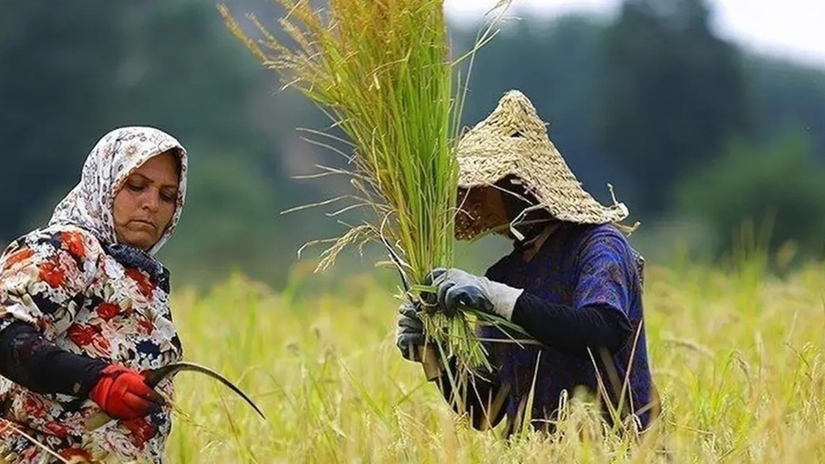 باشگاه خبرنگاران -بانک مرکزی رشد اقتصادی سال ۱۴۰۴ را منتشر کرد