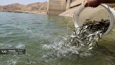 نبض زندگی دوباره در هورالعظیم؛ رهاسازی میلیون‌ها بچه‌ماهی بومی