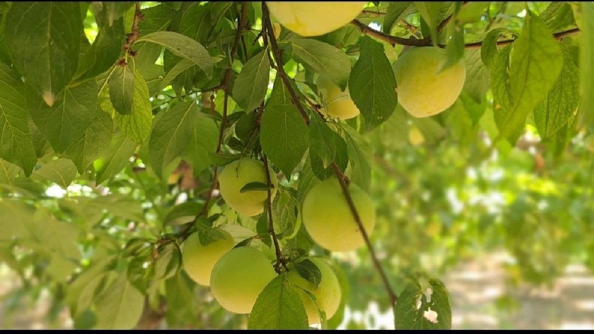 باشگاه خبرنگاران -احیای باغ قدیمی با برداشت بیش از سه میلیارد تومان از هر هکتار