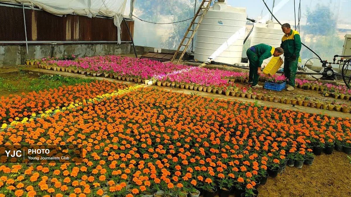 باشگاه خبرنگاران -گسترش فضای سبز شهرکرد؛ از تولید انبوه گلدان‌های تابستانه تا جایگزینی درختان خشک با نهال‌های تازه