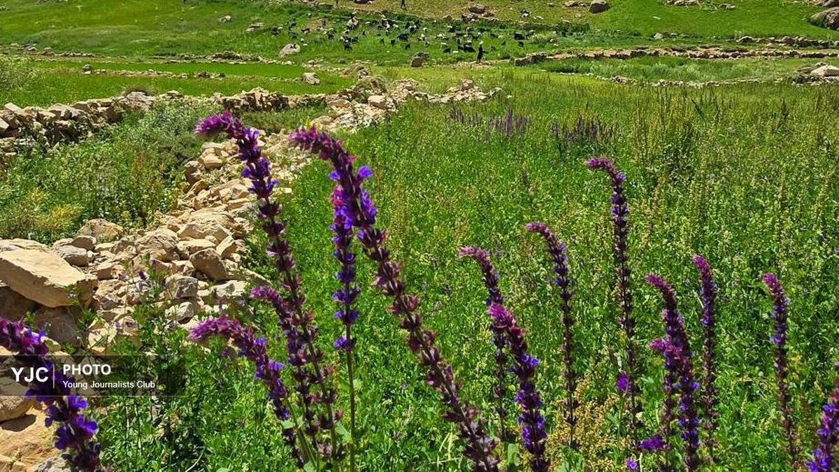 باشگاه خبرنگاران -ثبت زیبایی‌های بکر کوهرنگ در قاب دوربین هنرمند چهارمحال و بختیاری + تصاویر