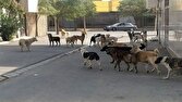 حمله سگ‌های ولگرد به دختر ۱۲ ساله