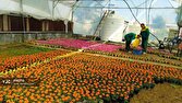 گسترش فضای سبز شهرکرد؛ از تولید انبوه گلدان‌های تابستانه تا جایگزینی درختان خشک با نهال‌های تازه