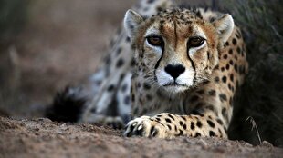 نبرد برای نجات آخرین یوزهای ایران