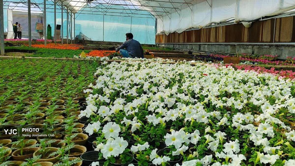 باشگاه خبرنگاران -مدیریت هوشمند فضای سبز؛ افزایش سرانه فضای سبز شهرکرد به ۱۸ مترمربع + فیلم