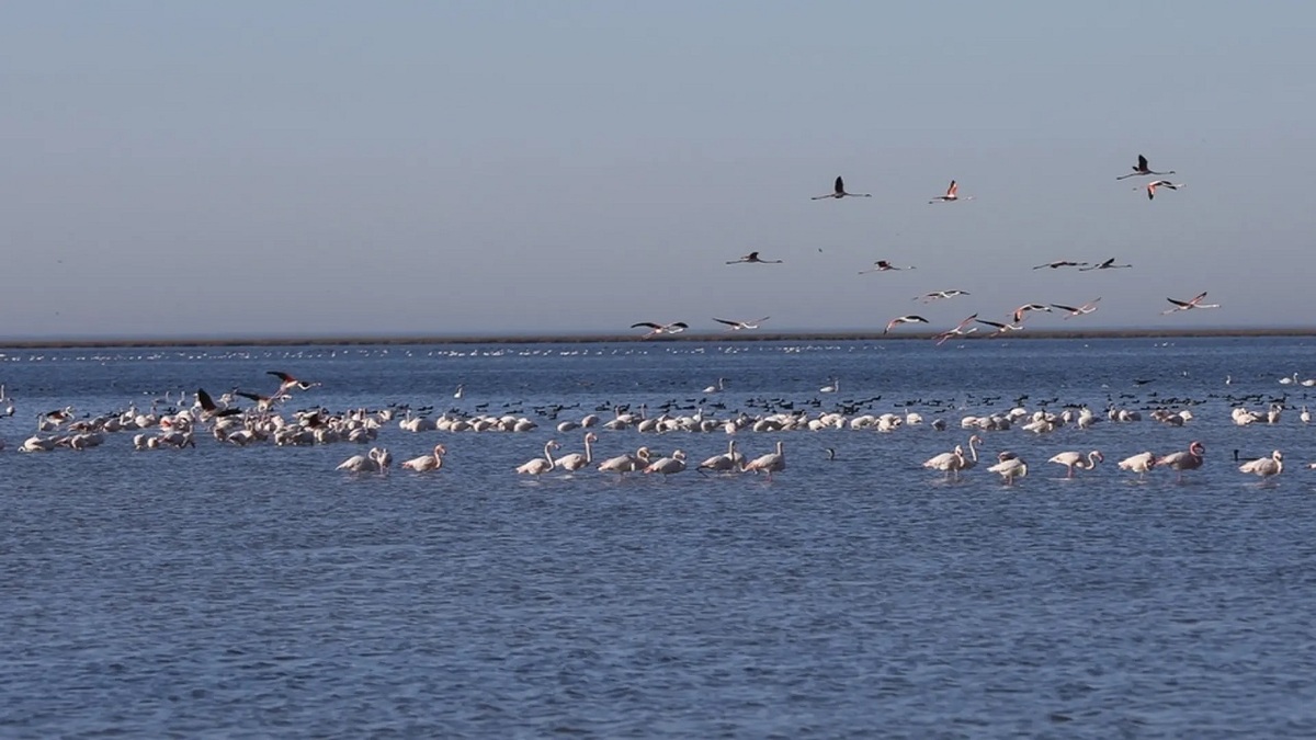 باشگاه خبرنگاران -احیای تالاب گمیشان و حفظ ۳ هزار شغل؛ جزئیات یک اقدام پیشگیرانه دادگستری گلستان برای مهار ریزگرد‌ها