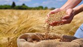 کردستان؛ خط مقدم تأمین گندم کشور با رتبه دوم تولید، آماده خرید محصول کشاورزان