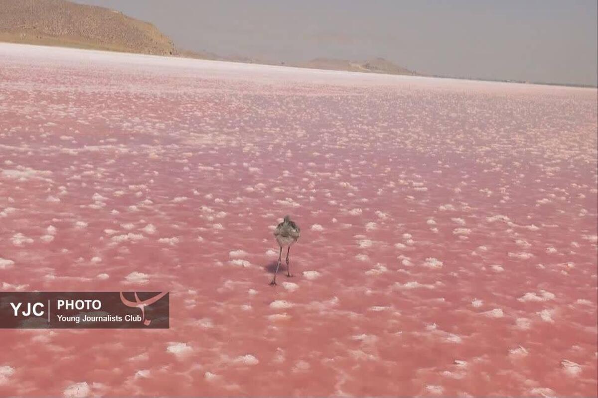 باشگاه خبرنگاران -بازگشت جوجه فلامینگو به آغوش طبیعت در فارس