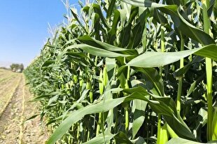 Corn Cultivation in Shiraz Reaches 8,200 Hectares; 40 Percent Increase in Area Under Cultivation