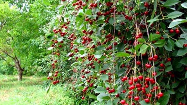 جدیدترین و مهمترین اخبار شهروند خبرنگار | خبرگزاری باشگاه خبرنگاران