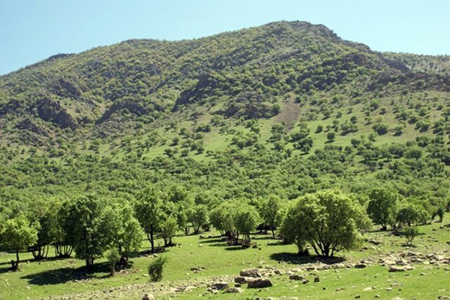 بیش از ۹۵ درصد آتش سوزی&zwnj;ها عامل انسانی دارد