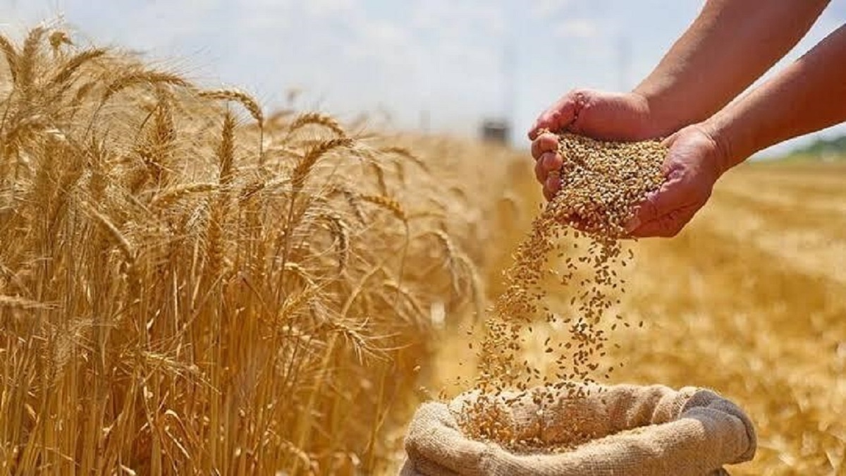 باشگاه خبرنگاران -دولت ۹۰ هزار میلیارد ریال به گندم‌کاران قزوین بدهکار است