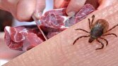 7,000 tons of red meat imported