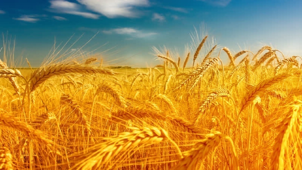 باشگاه خبرنگاران -خرید تضمینی گندم در مازندران به مرز ۸۰ هزار تن رسید