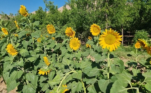 طلوع طلایی در آبیز