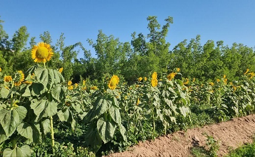 طلوع طلایی در آبیز