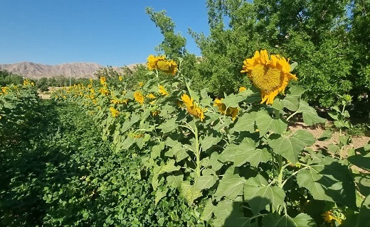 طلوع طلایی در آبیز