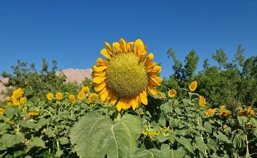 طلوع طلایی در آبیز