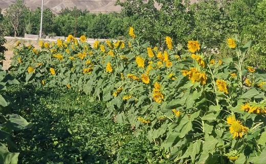 طلوع طلایی در آبیز