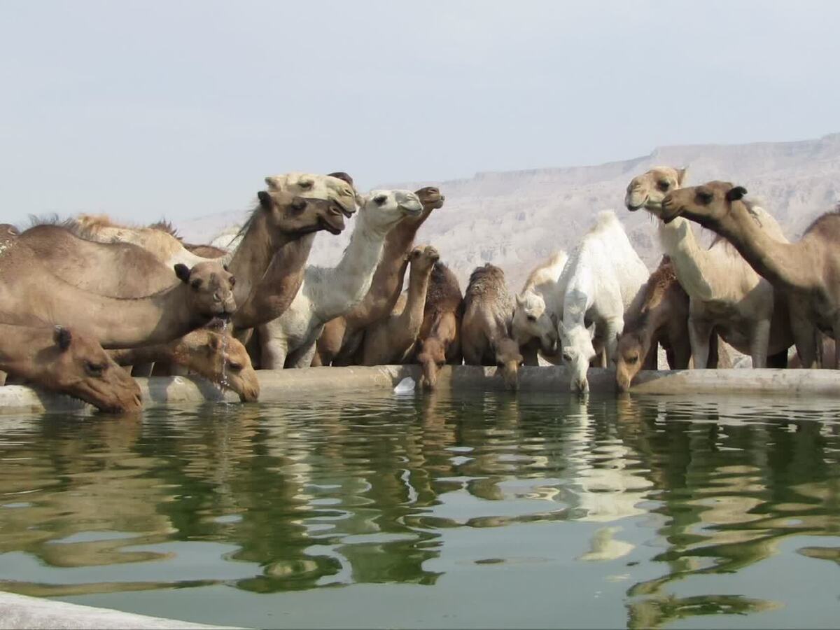 باشگاه خبرنگاران -تولید سالانه ۱۸۱ تن گوشت شتر در فارس