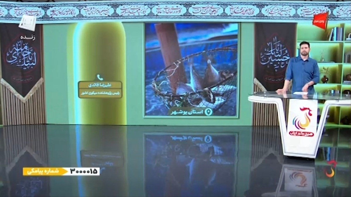 نخستین برداشت میگوی پرورشی وارنامی در مازندران + فیلم