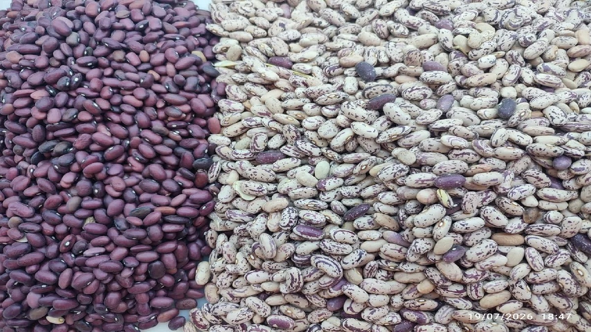 باشگاه خبرنگاران -سبز و سرخی حاصل؛ به برکت خاک کازرون + فیلم