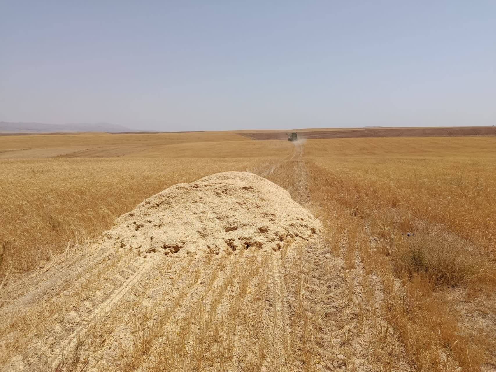 برداشت طلای زرد از مزارع روستای گردشگری توآباد