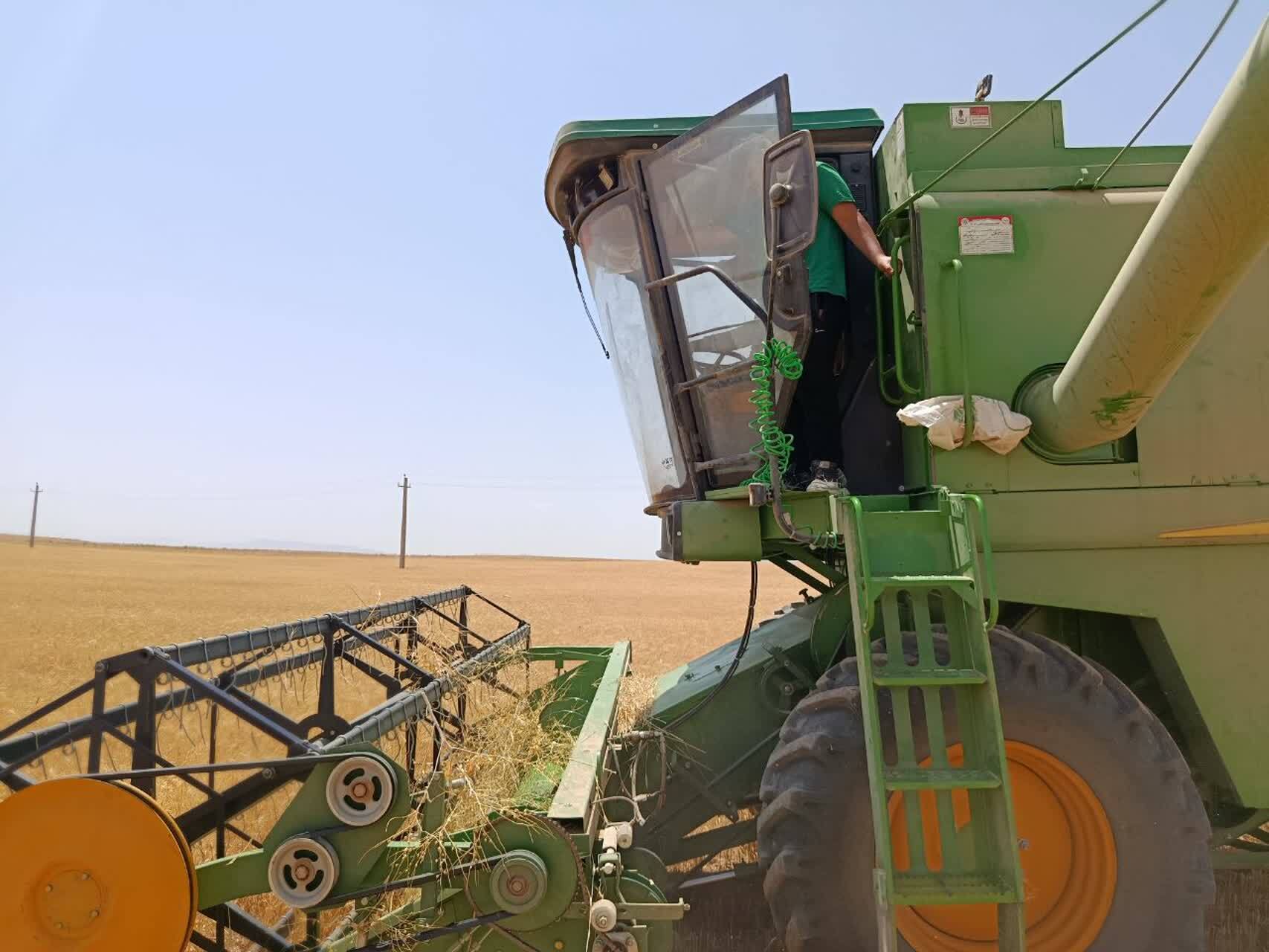 برداشت طلای زرد از مزارع روستای گردشگری توآباد