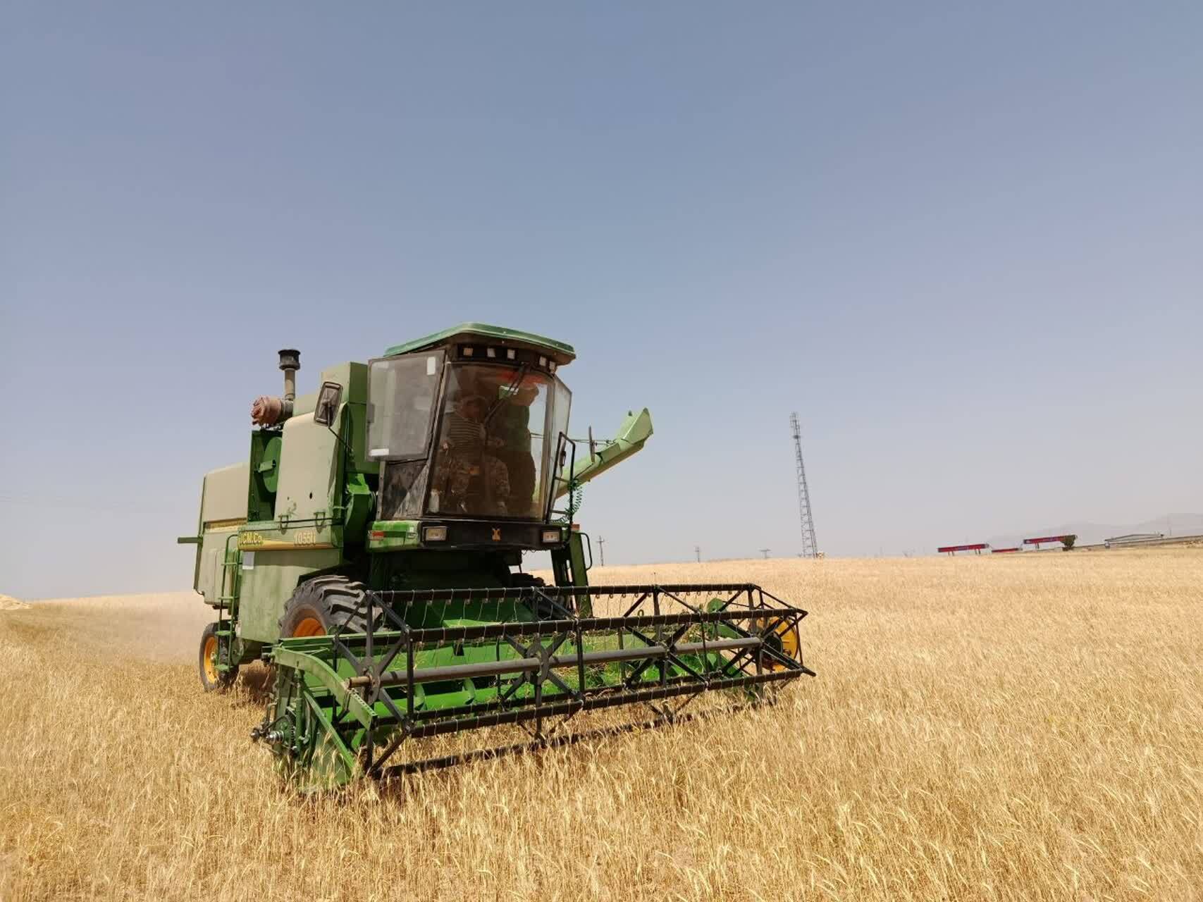 برداشت طلای زرد از مزارع روستای گردشگری توآباد
