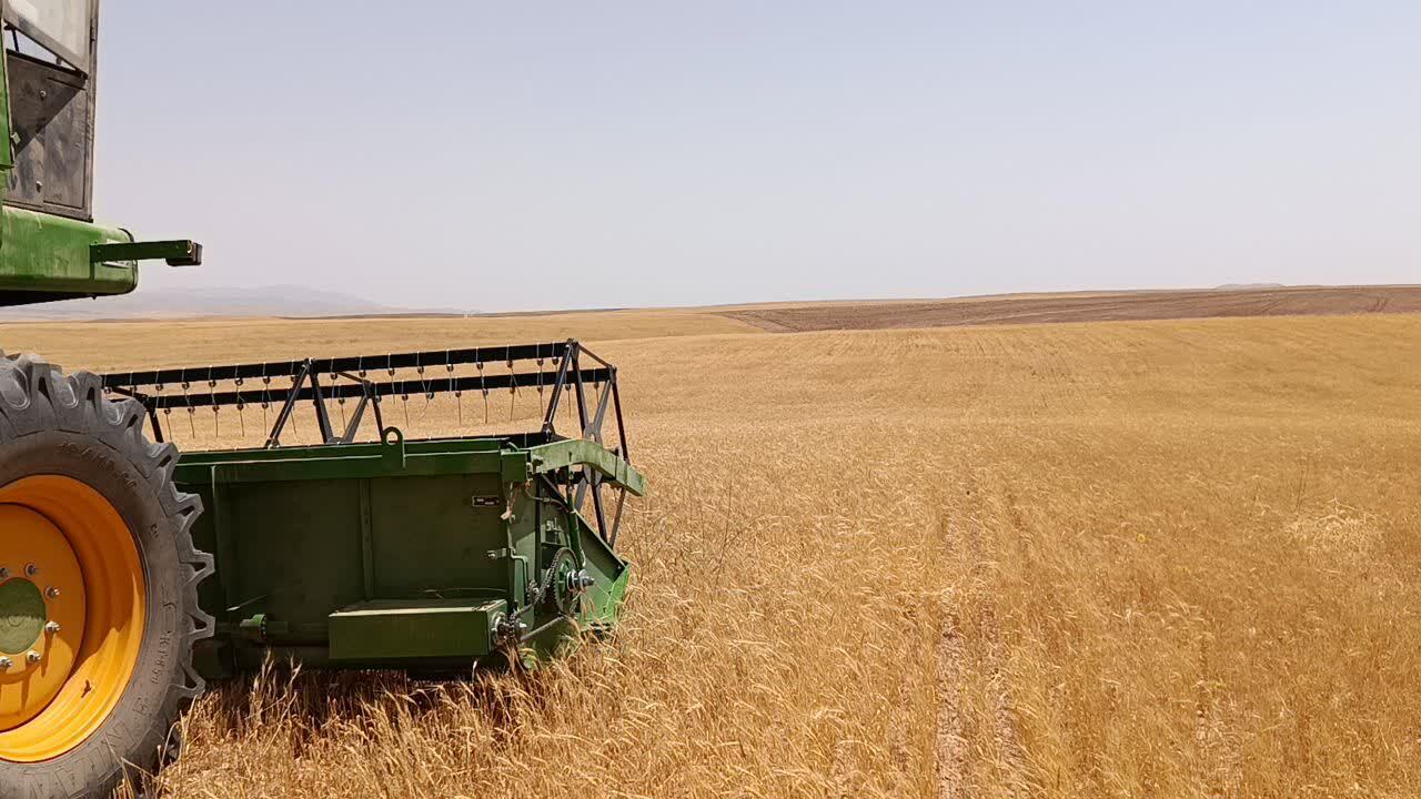 برداشت طلای زرد از مزارع روستای گردشگری توآباد