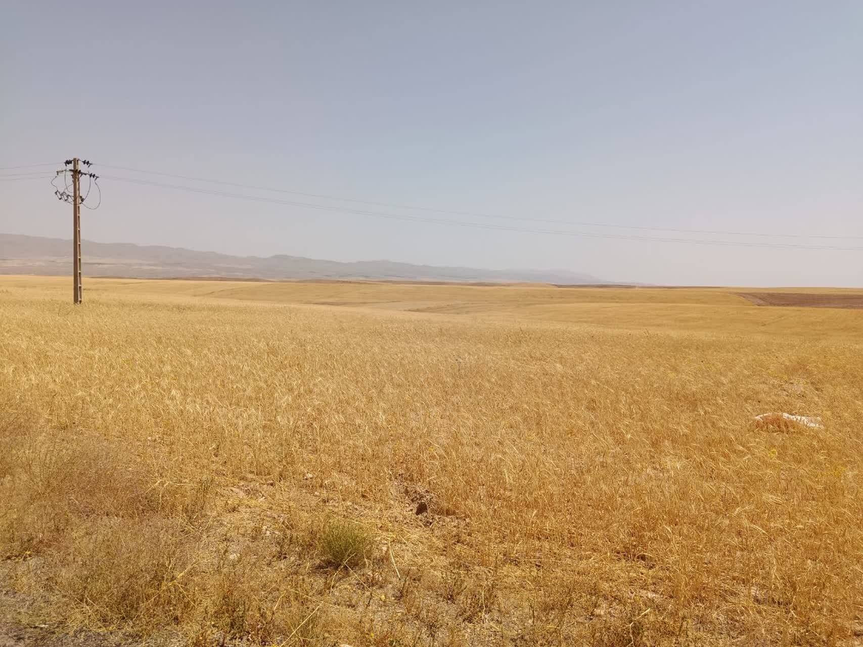 برداشت طلای زرد از مزارع روستای گردشگری توآباد