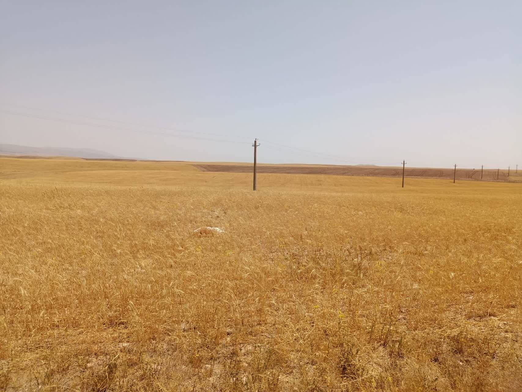 برداشت طلای زرد