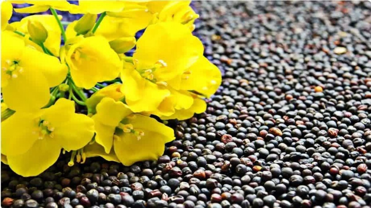 باشگاه خبرنگاران -استخراج ۴۲ تن طلای زرد از دل مزارع نور